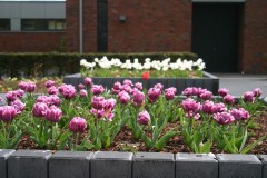 Frühlingsbepflanzung eines Hochbeetes mit Blumenzwiebelgewächsen